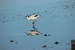 Image de Avocette à tête noire