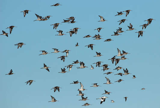 Image of Black-tailed Godwit