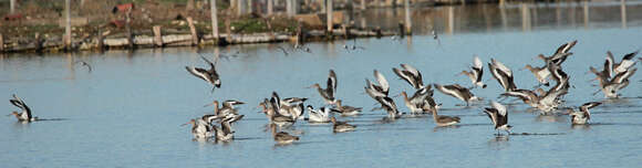 Image of Black-tailed Godwit