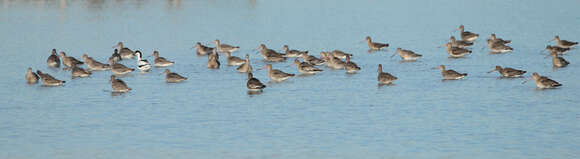 Image of Black-tailed Godwit