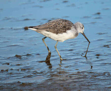 Image of Common Greenshank