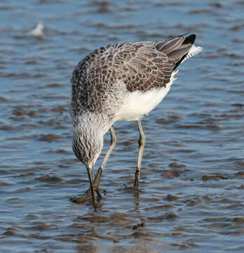 Image of Common Greenshank