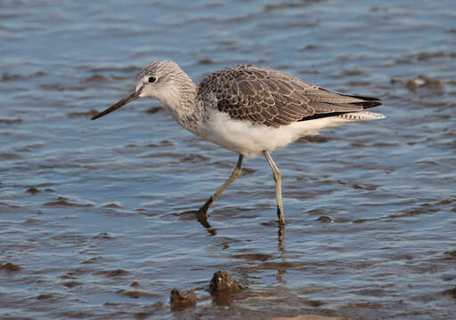 Image of Common Greenshank