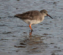 Image of Common Redshank