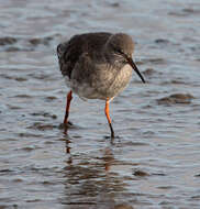 Image of Common Redshank