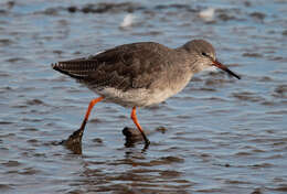 Image of Common Redshank