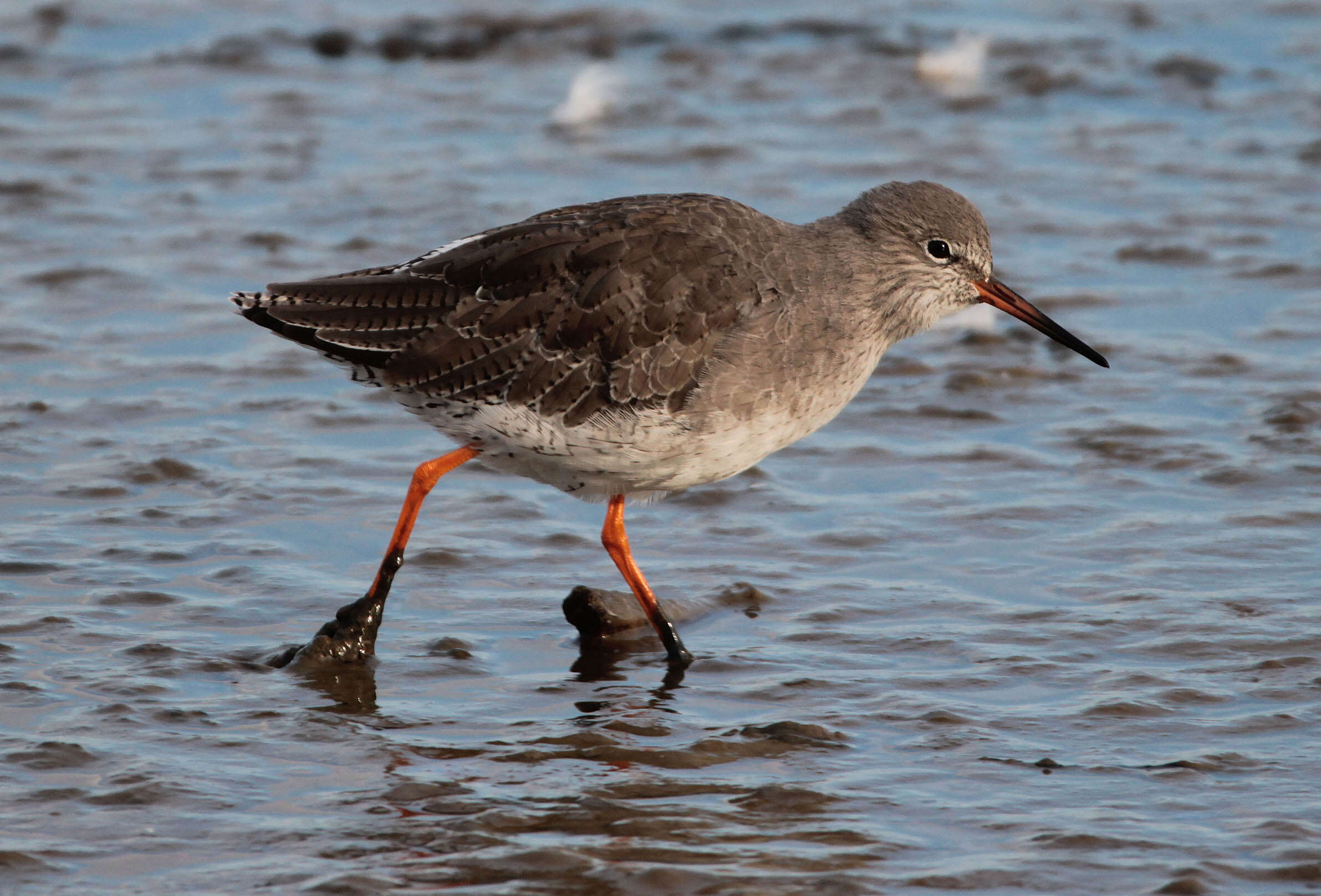 Image of Common Redshank