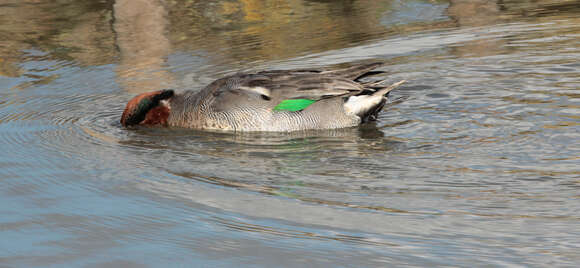 Image of teal, common teal