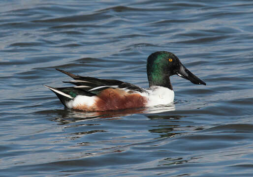 Image of Blue-winged teal