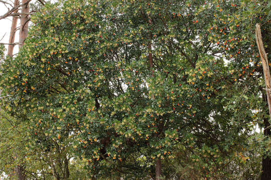 Image of strawberry tree