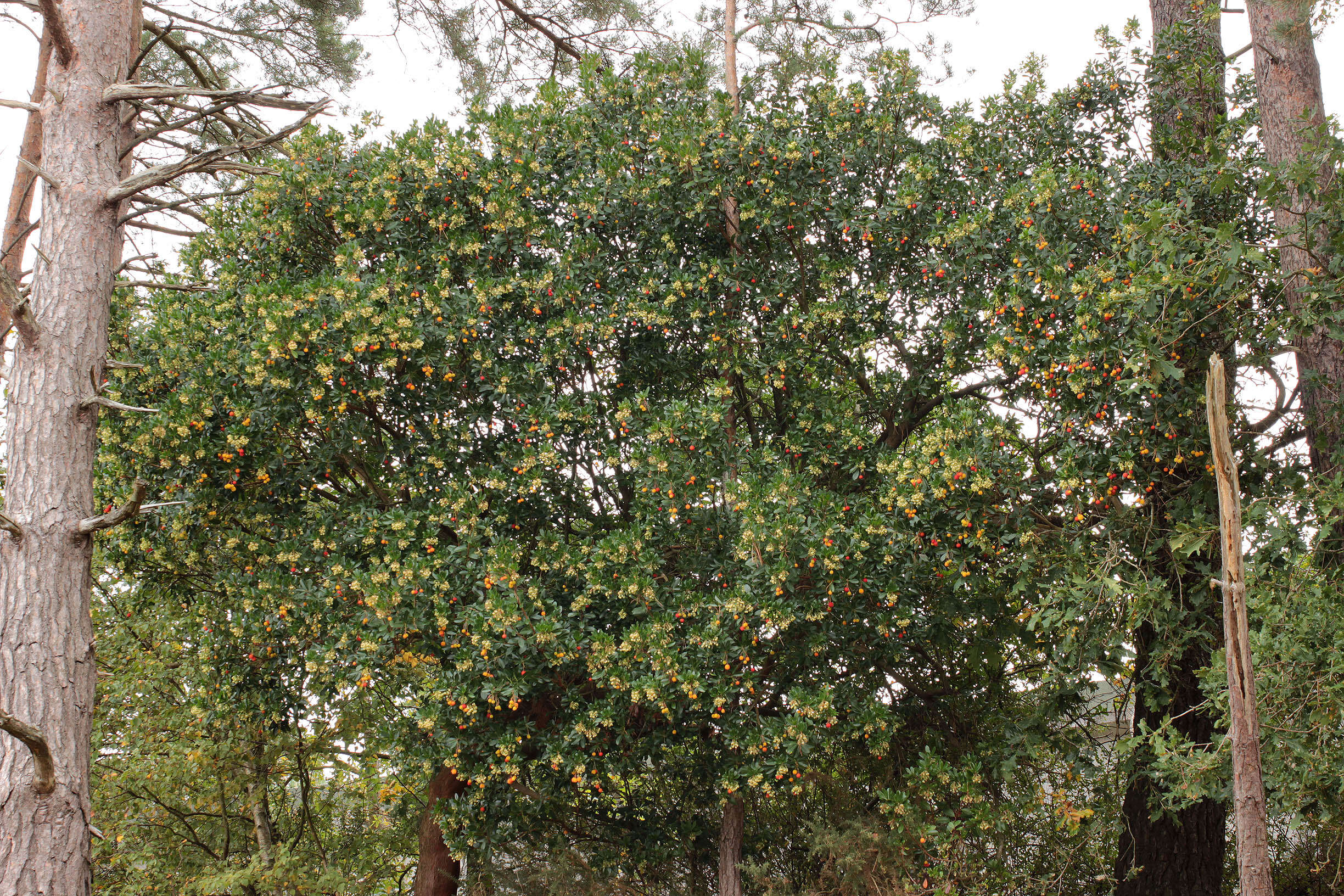 Image of strawberry tree