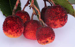 Image of strawberry tree