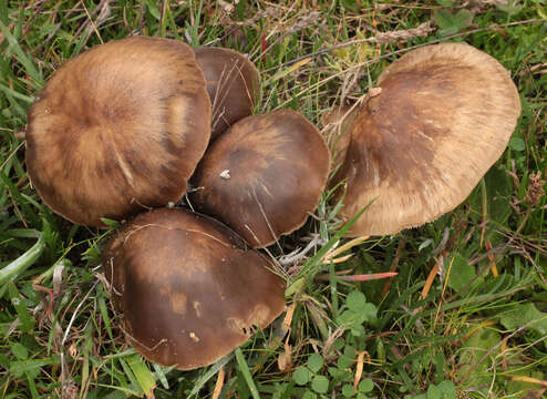 Lyophyllum decastes (Fr.) Singer 1951 resmi