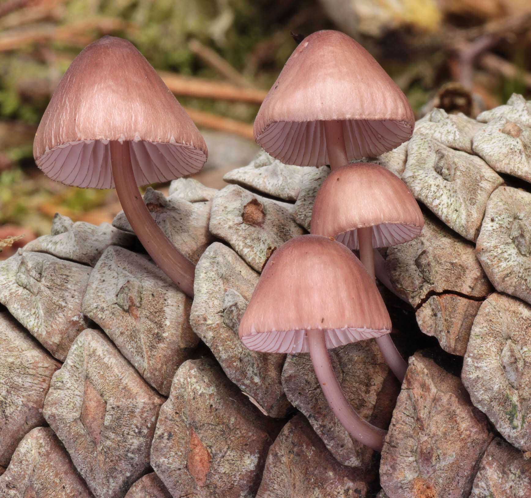 Image of Mycena seynii Quél. 1877