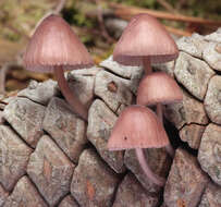 Image of Mycena seynii Quél. 1877