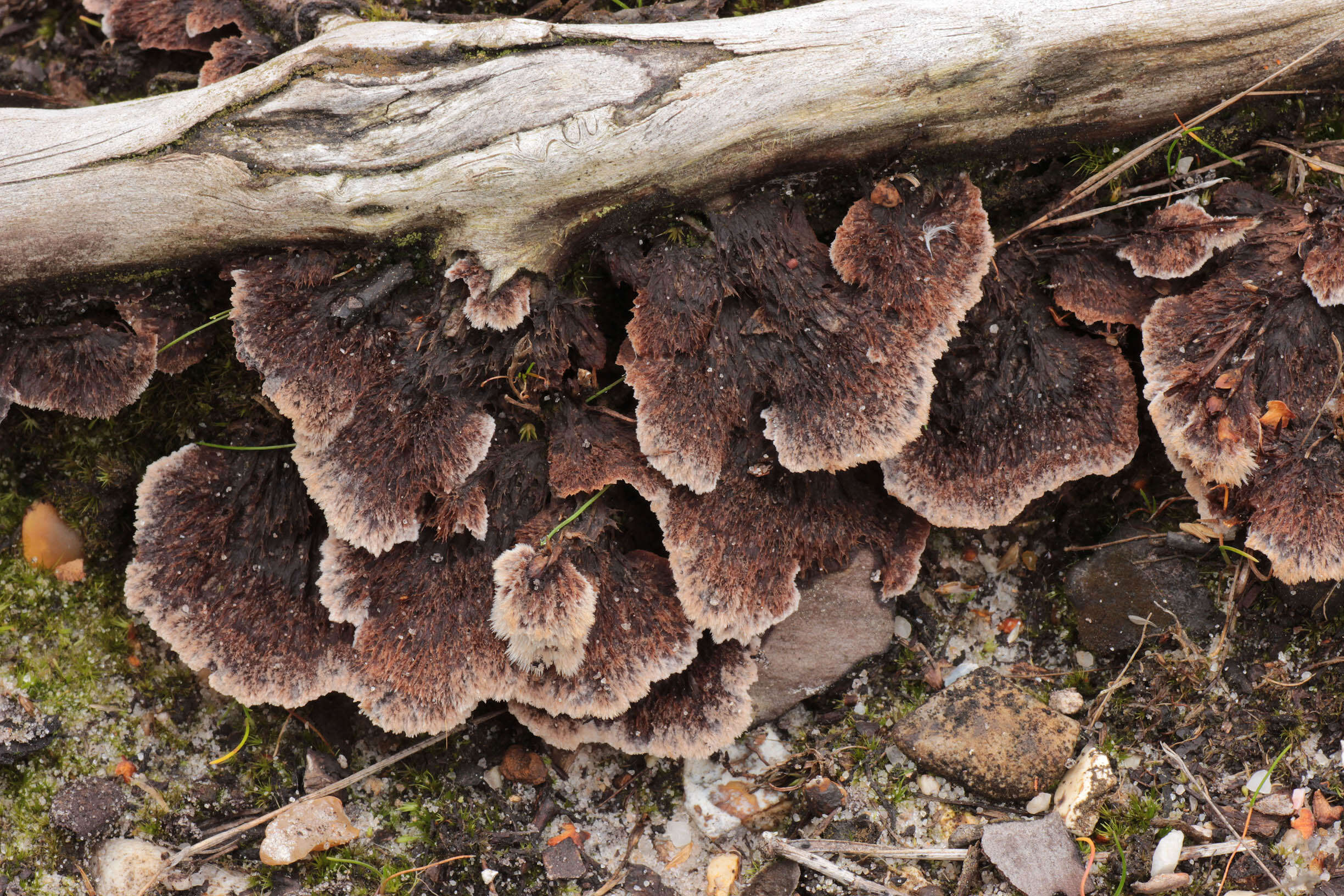 Image of Thelephora terrestris Ehrh. 1787