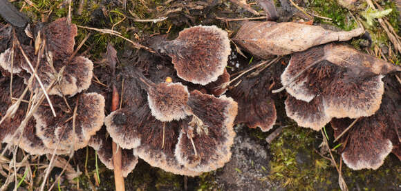 Image of Thelephora terrestris Ehrh. 1787