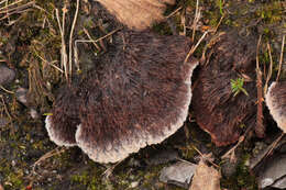 Слика од Thelephora terrestris Ehrh. 1787