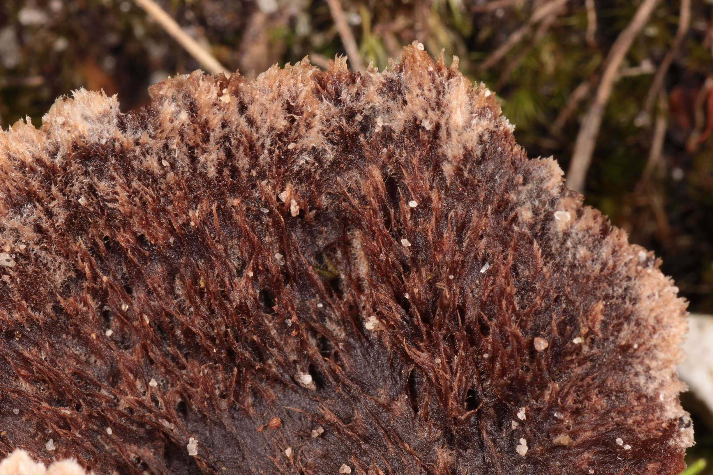 Слика од Thelephora terrestris Ehrh. 1787