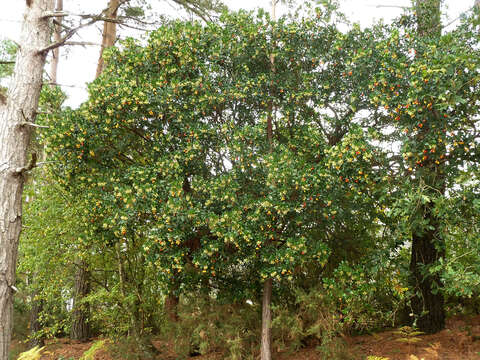 Image of strawberry tree