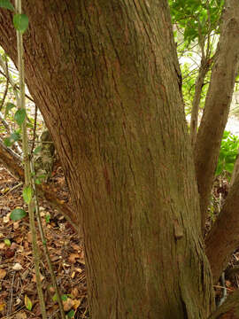 Image of strawberry tree