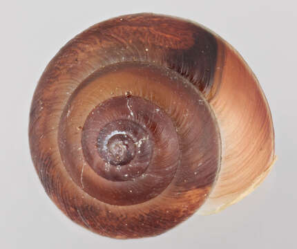 Image of girdled snail