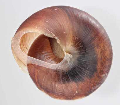 Image of girdled snail