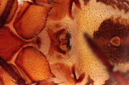 صورة Steatoda nobilis (Thorell 1875)