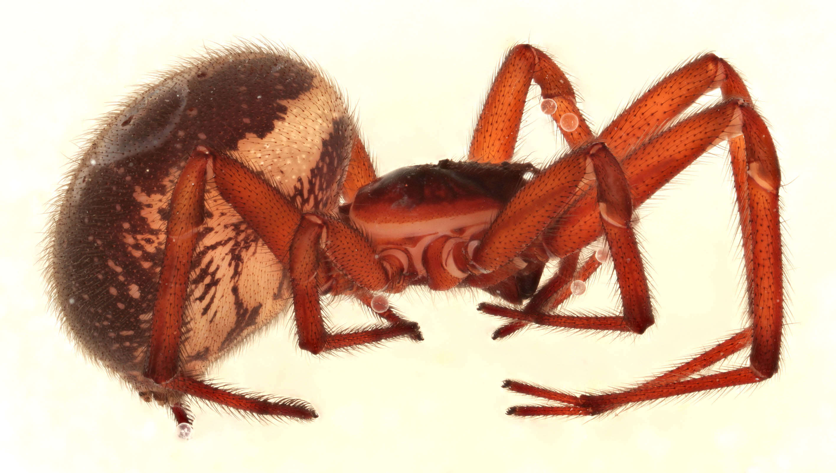 صورة Steatoda nobilis (Thorell 1875)