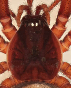 صورة Steatoda nobilis (Thorell 1875)