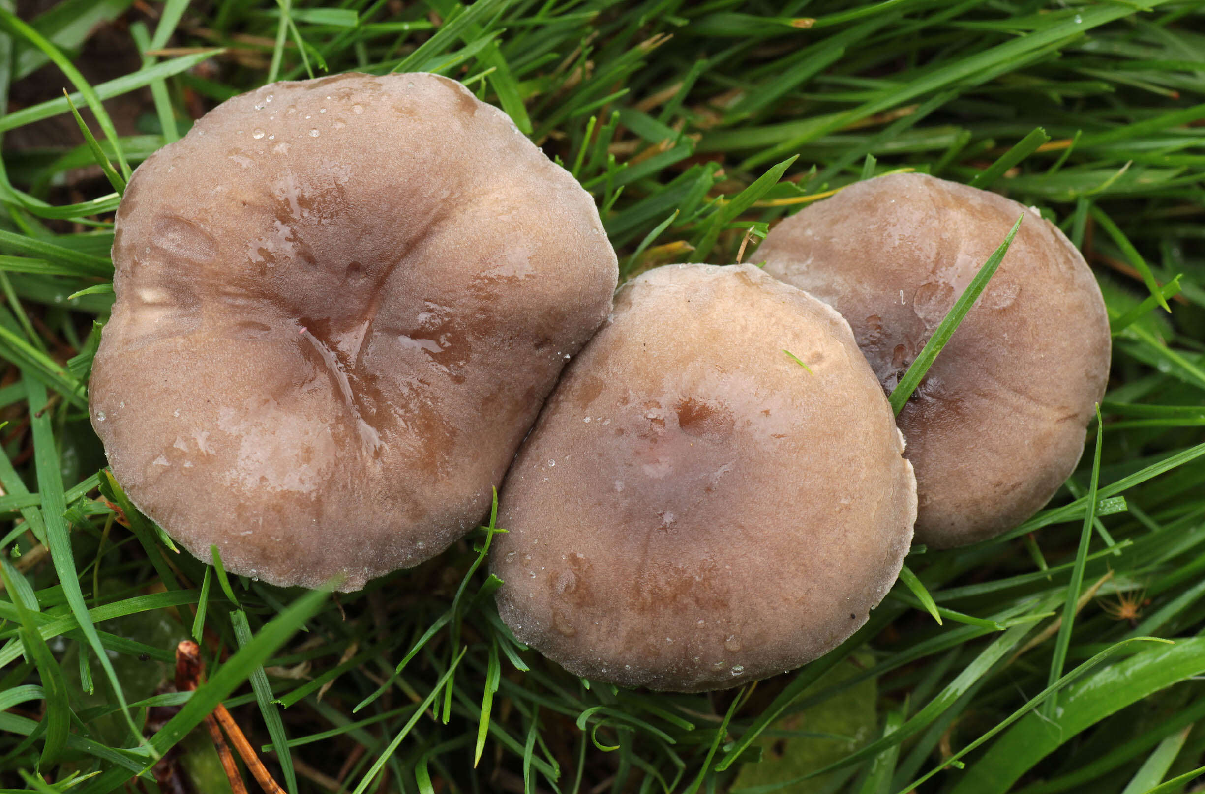 Image of Dermoloma cuneifolium (Fr.) Singer ex Bon 1986