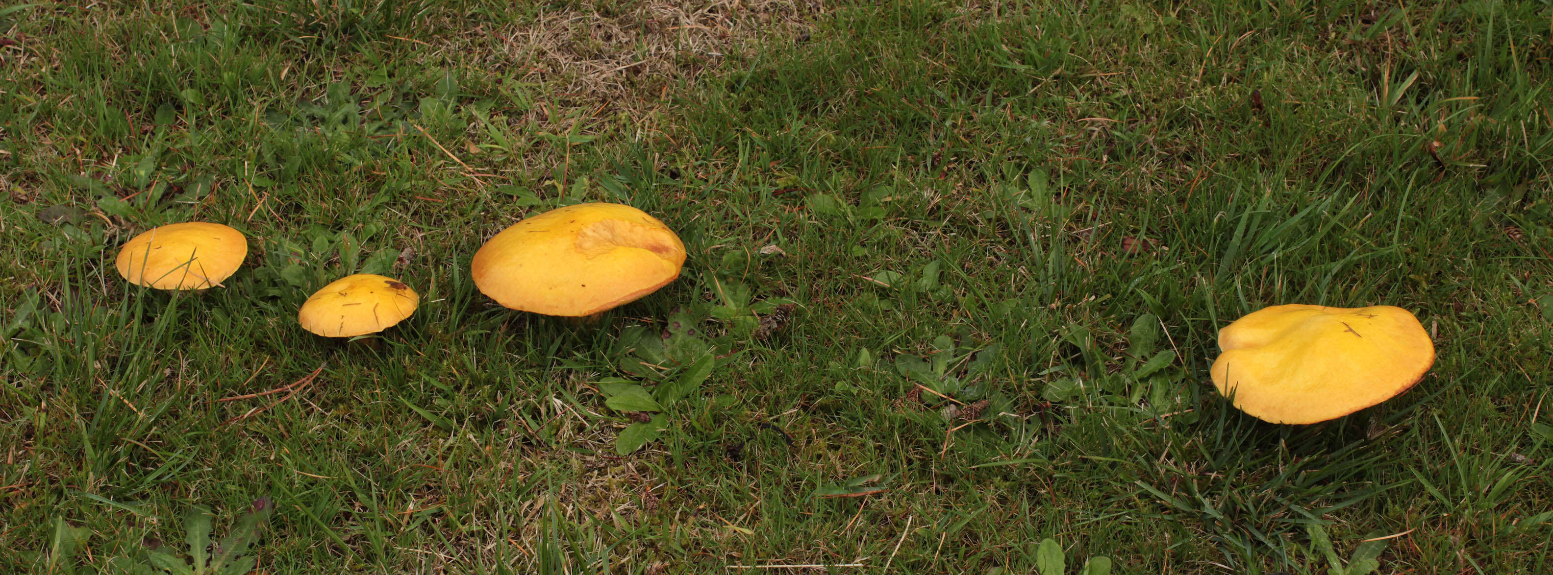 Image of Suillus grevillei (Klotzsch) Singer 1945