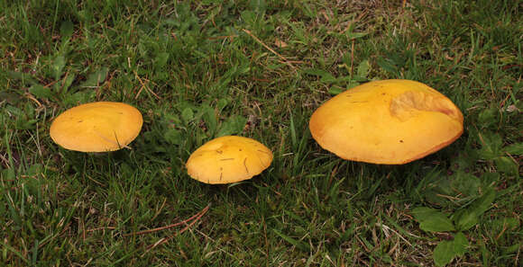 Image of Suillus grevillei (Klotzsch) Singer 1945