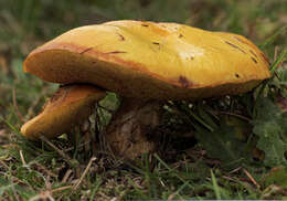 Image of Suillus grevillei (Klotzsch) Singer 1945