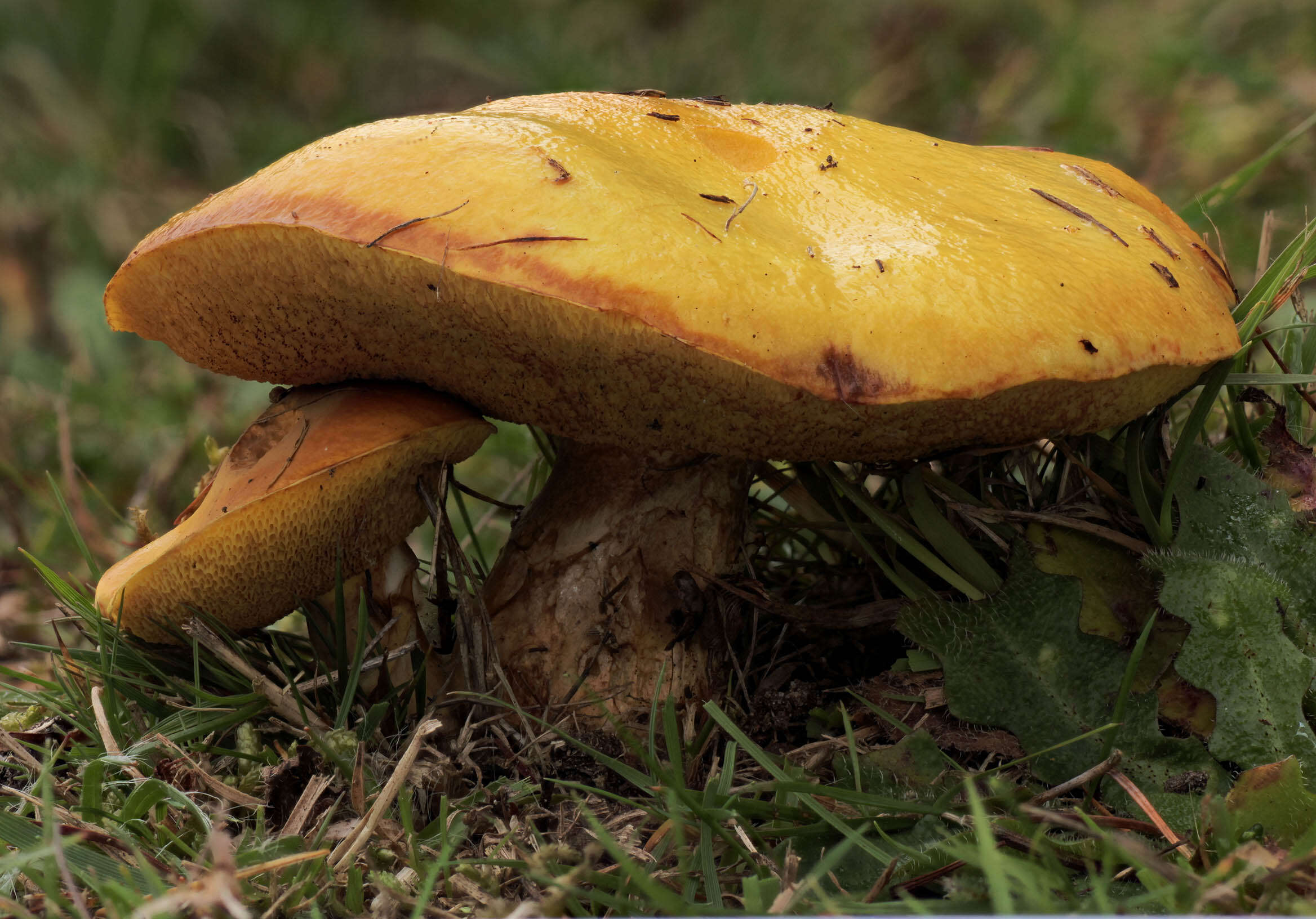 Image of Suillus grevillei (Klotzsch) Singer 1945