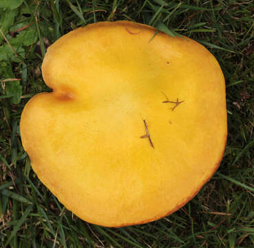 Image of Suillus grevillei (Klotzsch) Singer 1945