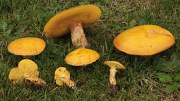 Image of Suillus grevillei (Klotzsch) Singer 1945