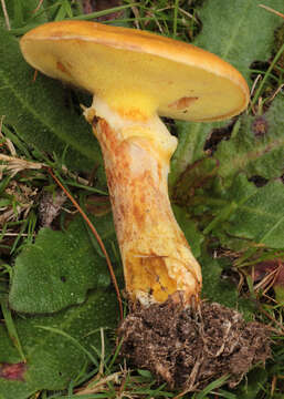 Image of Suillus grevillei (Klotzsch) Singer 1945