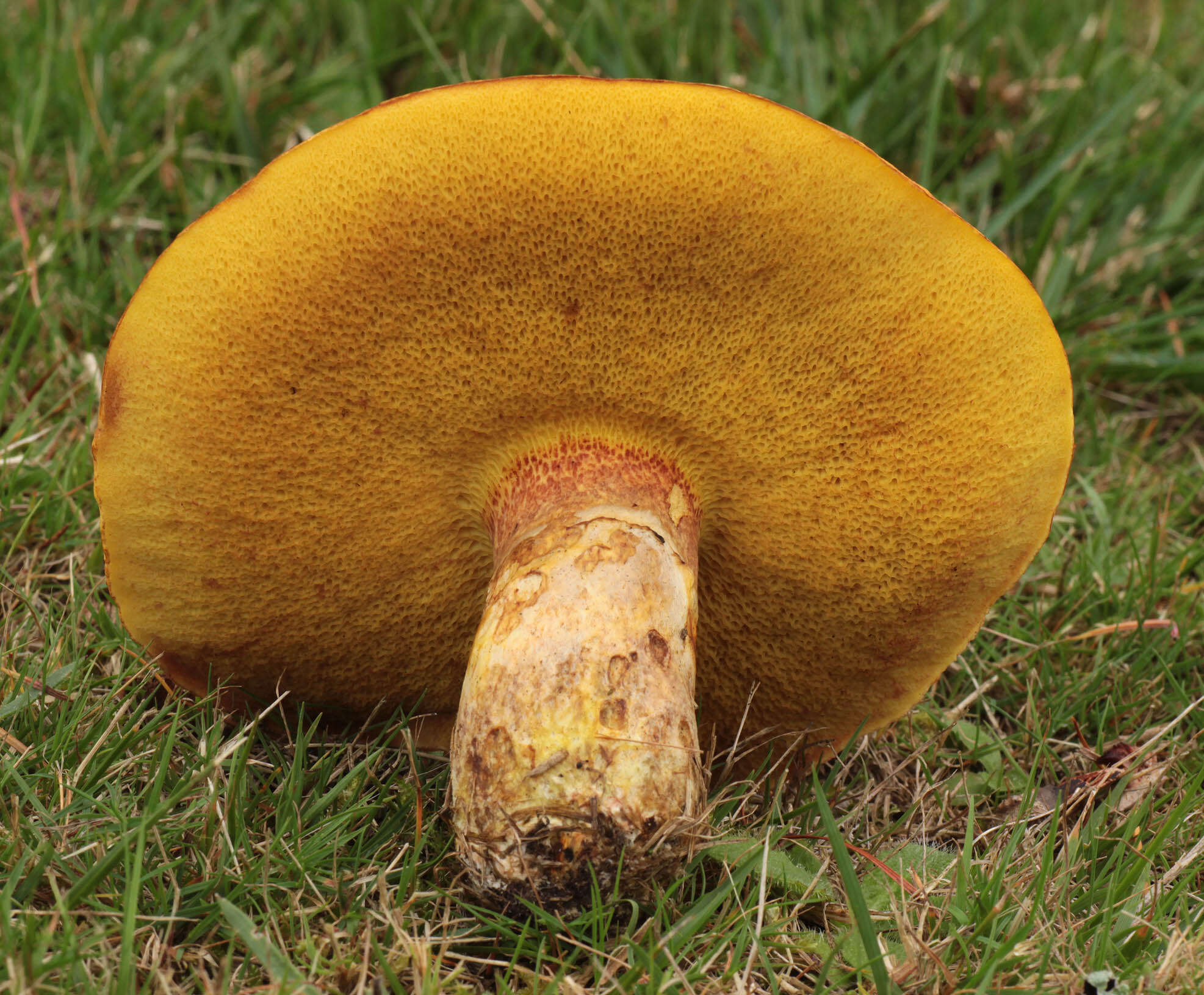 Image of Suillus grevillei (Klotzsch) Singer 1945