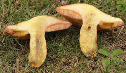 Image of Suillus grevillei (Klotzsch) Singer 1945