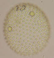 Image of Volvox aureus