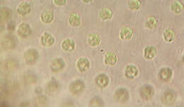 Image of Volvox aureus