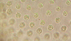 Image of Volvox aureus