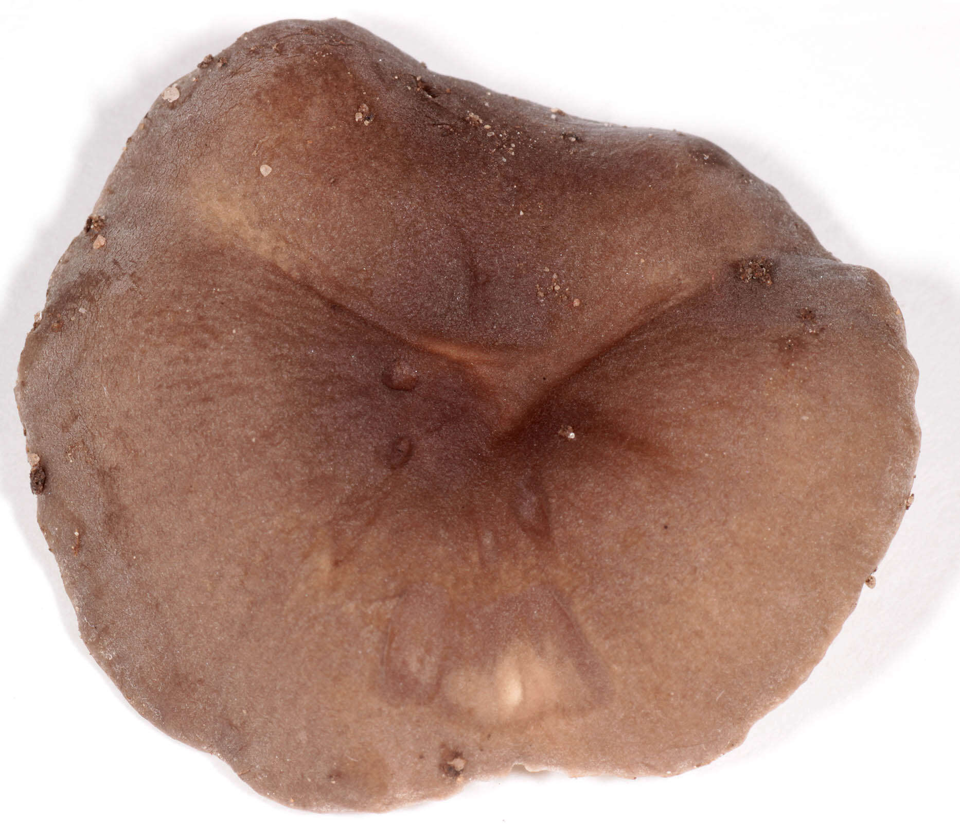 Image of Dermoloma cuneifolium (Fr.) Singer ex Bon 1986