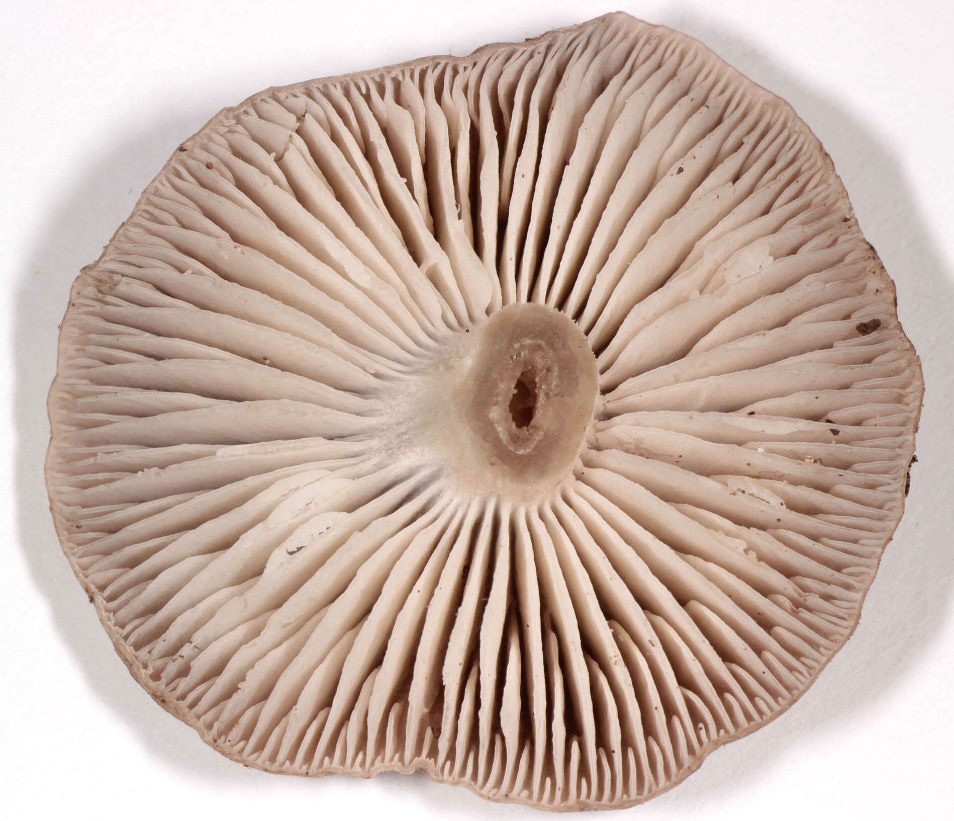 Image of Dermoloma cuneifolium (Fr.) Singer ex Bon 1986