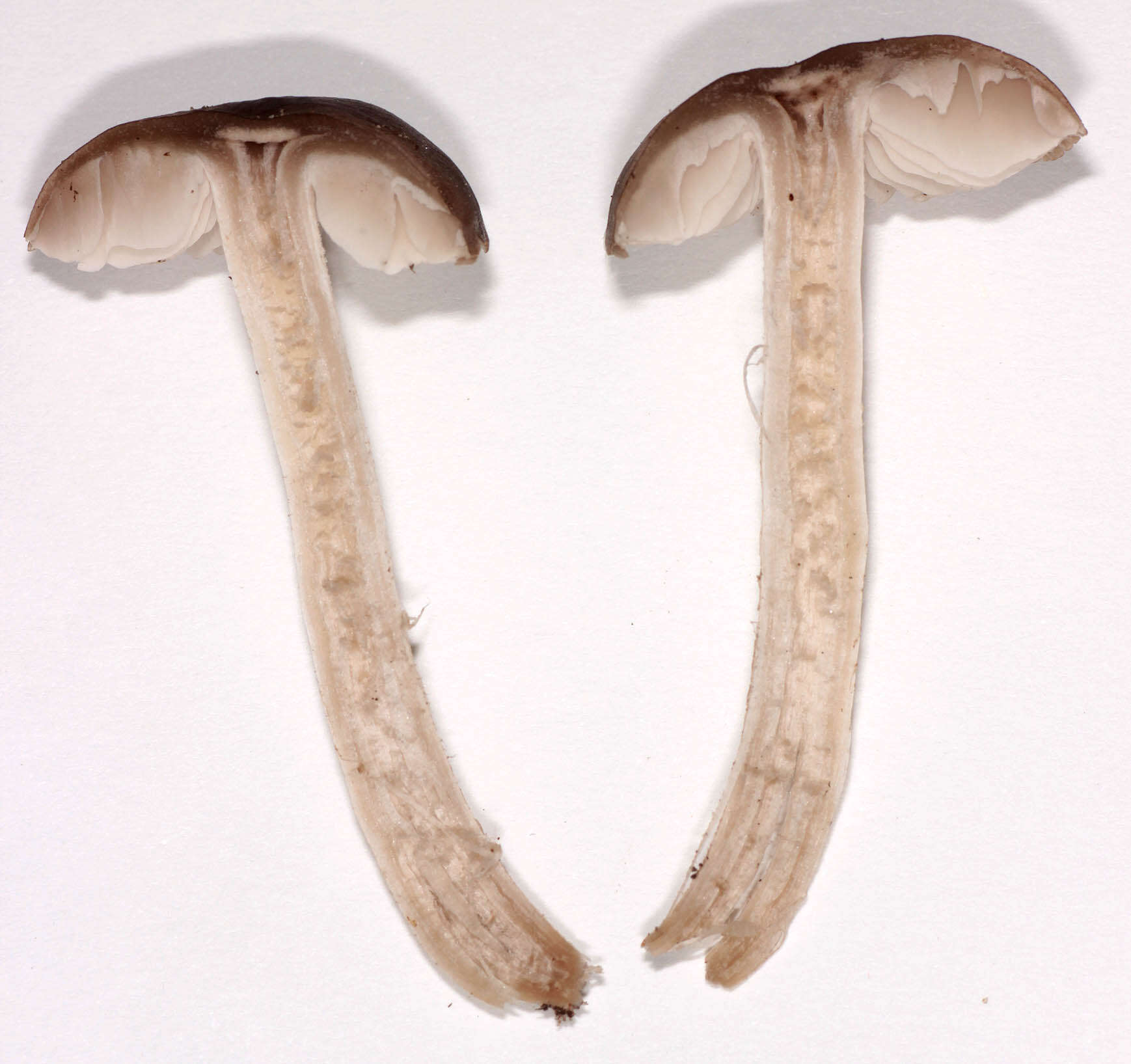 Image of Dermoloma cuneifolium (Fr.) Singer ex Bon 1986