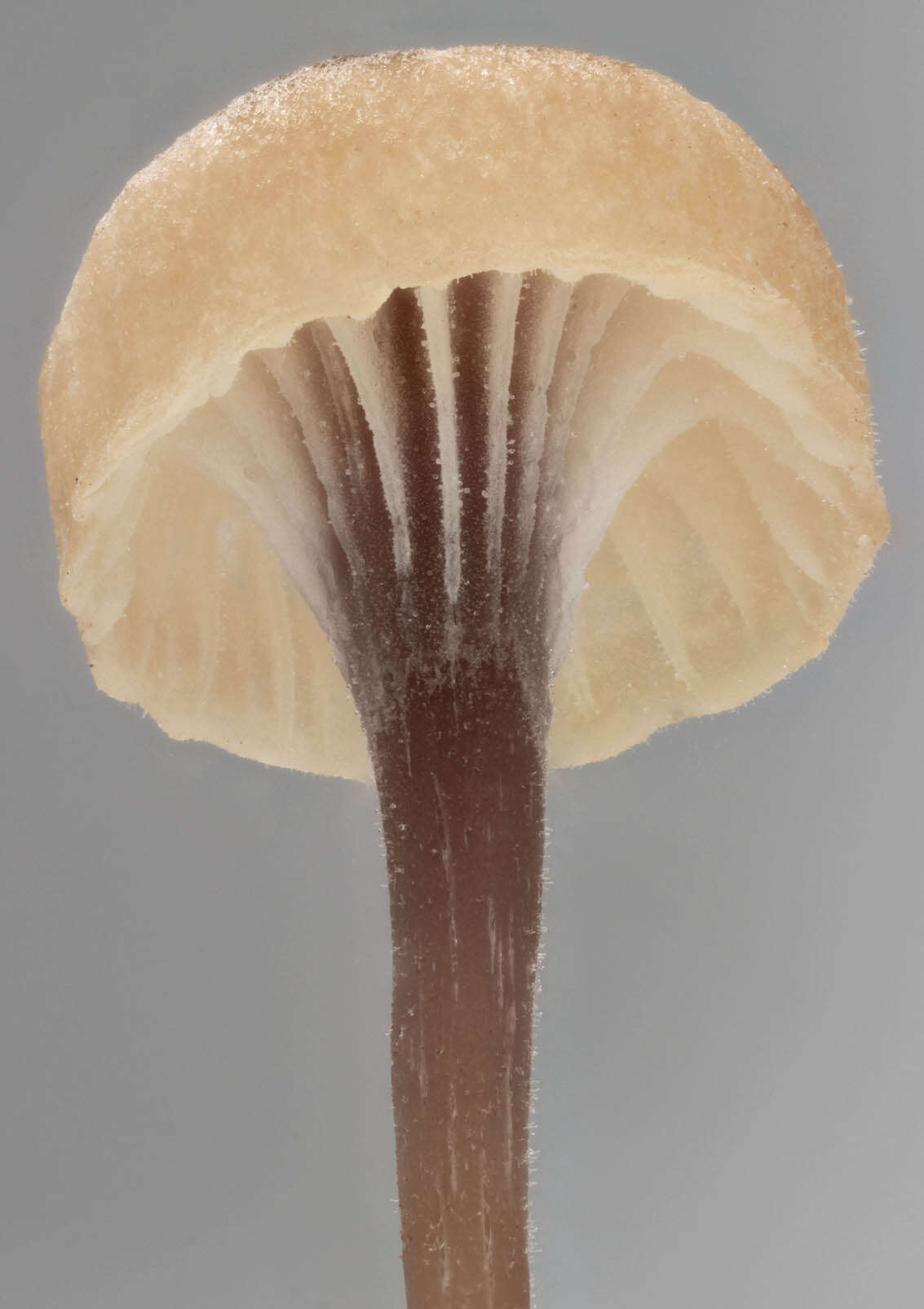 Image of Rickenella swartzii (Fr.) Kuyper 1984