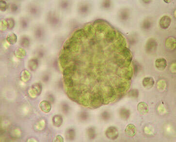 Image of Volvox aureus