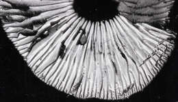 Image of Dermoloma cuneifolium (Fr.) Singer ex Bon 1986