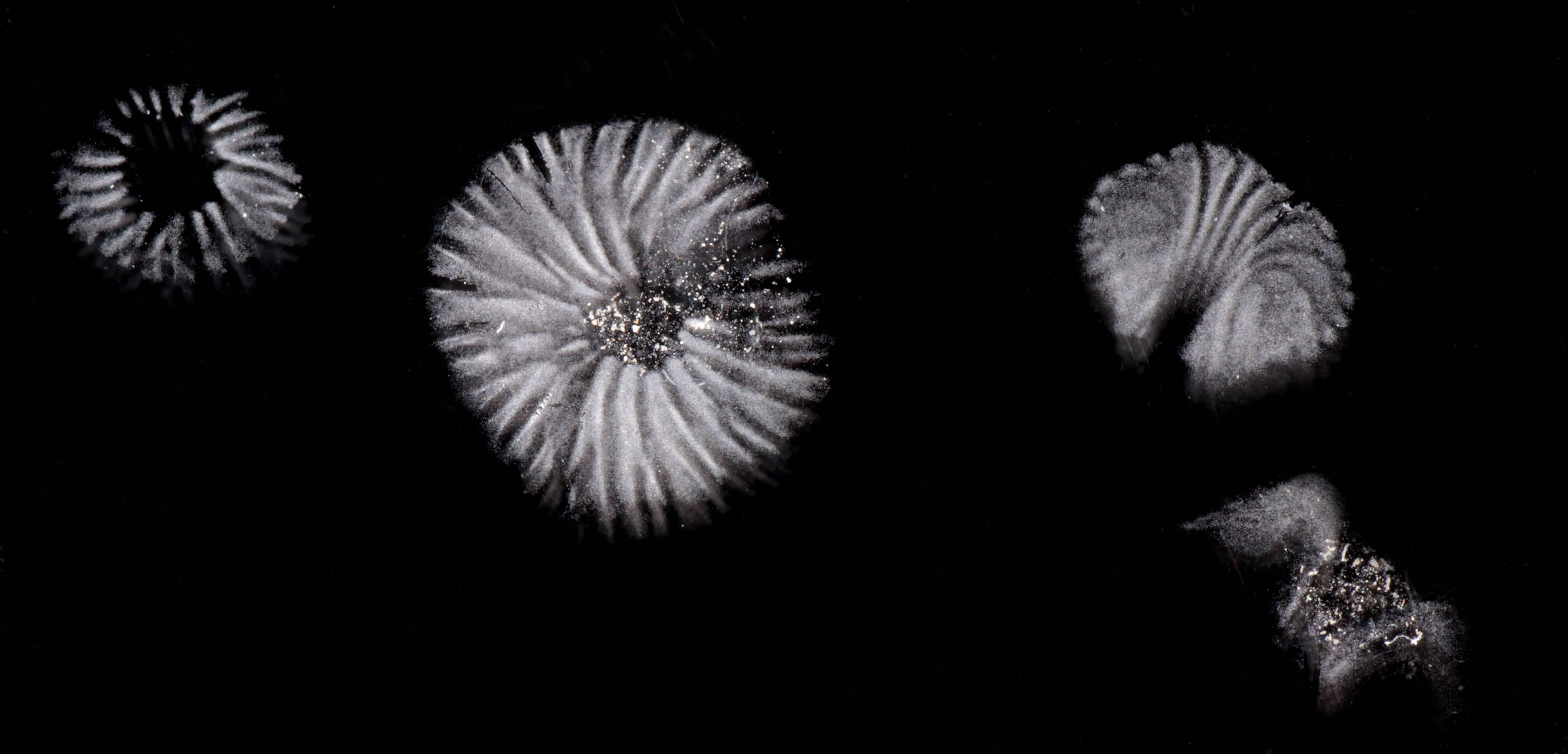 Image of Rickenella swartzii (Fr.) Kuyper 1984